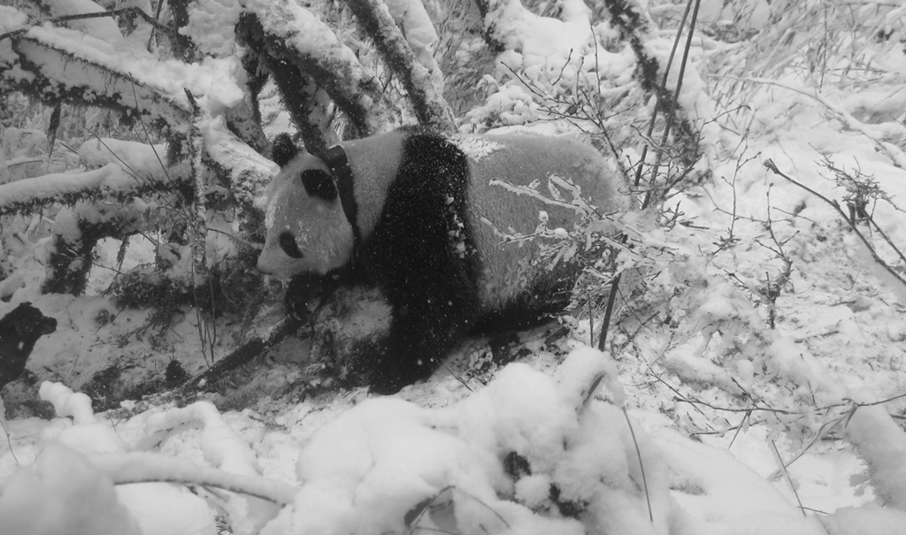 Climate change threatens giant pandas’ bamboo buffet – and survival