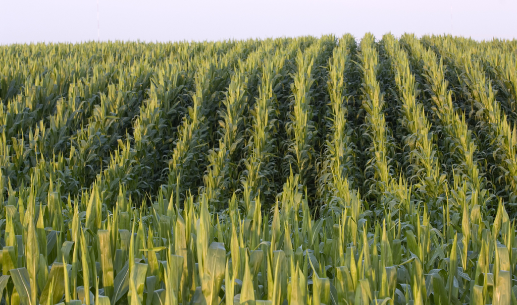 New research looks at how cover crops can contribute to mitigating ...