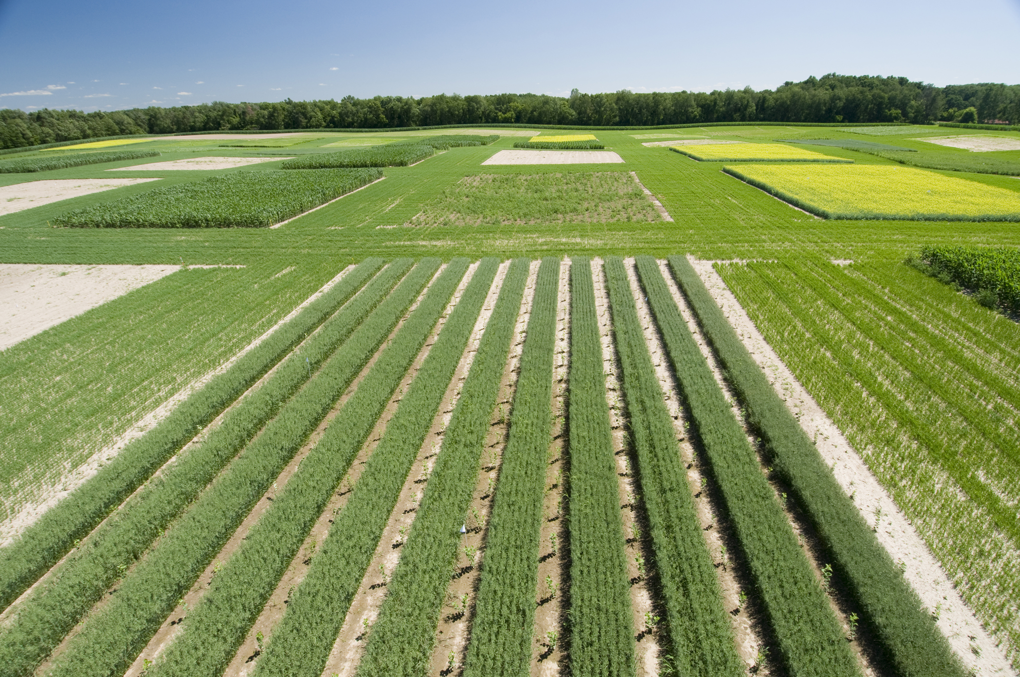 DOE Renews Funding For Biofuels Research Partnership | MSUToday ...