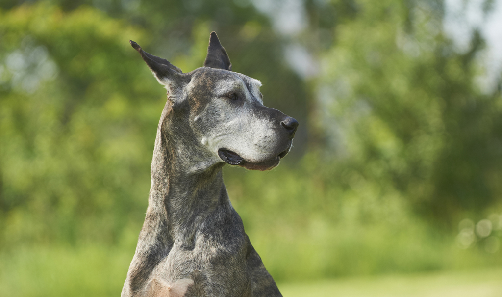 can-bread-cause-bloat-in-dogs