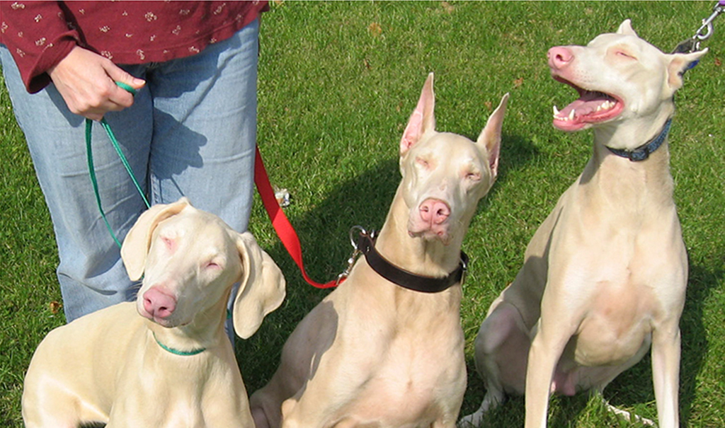 Man's best friend shares similar 'albino' gene | MSUToday | Michigan State  University