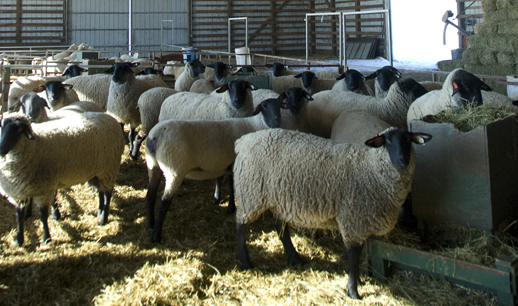 4-H Animal and Veterinary Science Camp provides teens with unique ...