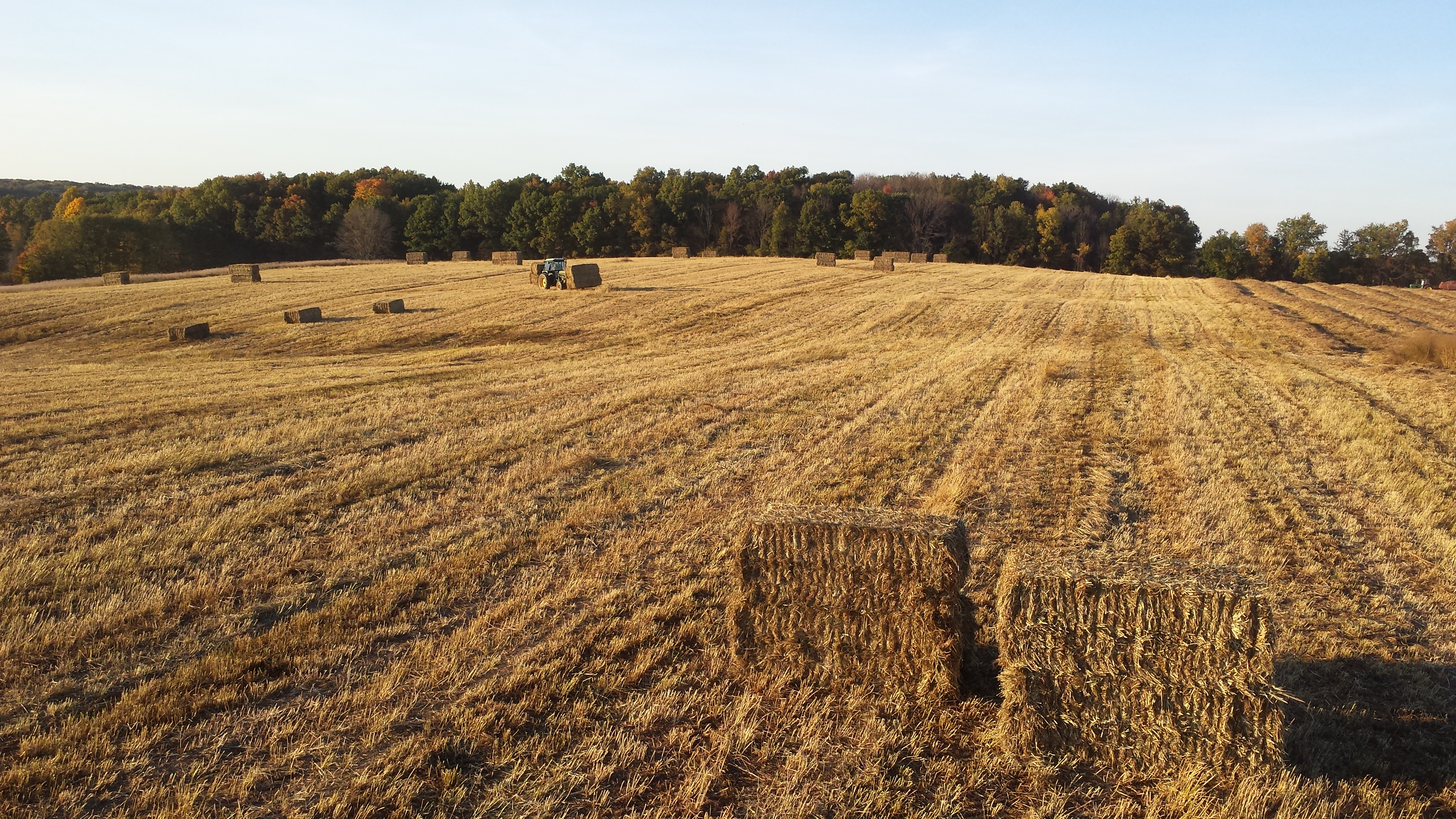 perennial-biofuel-crops-water-consumption-similar-to-corn-msutoday