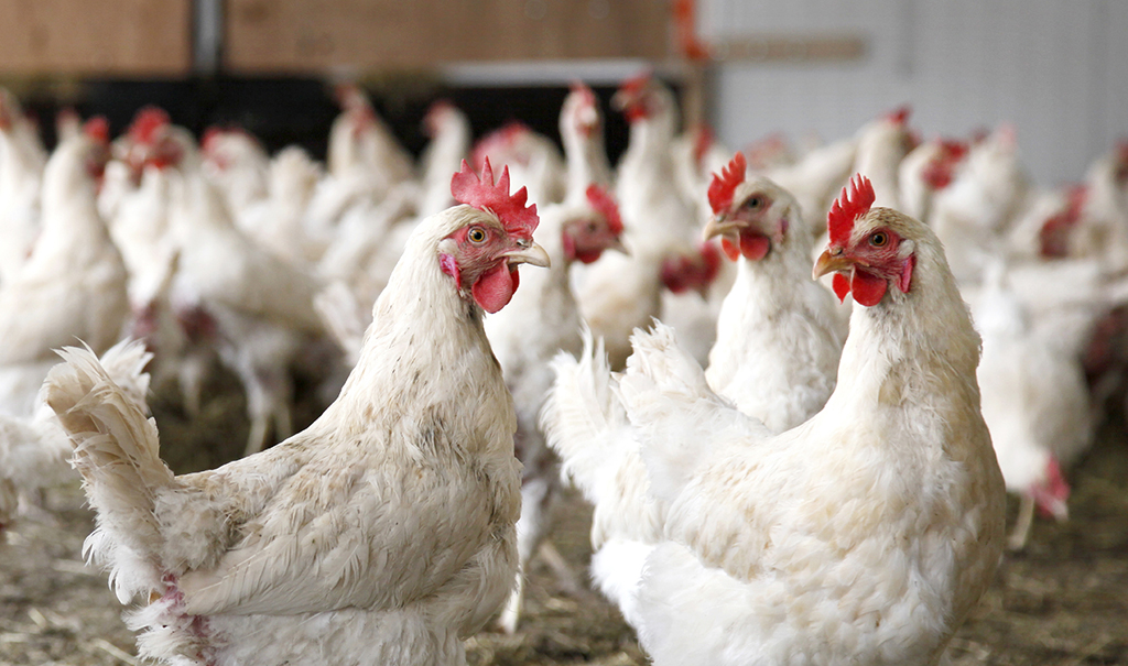 New evidence shows how bacterium in undercooked chicken causes GBS ...