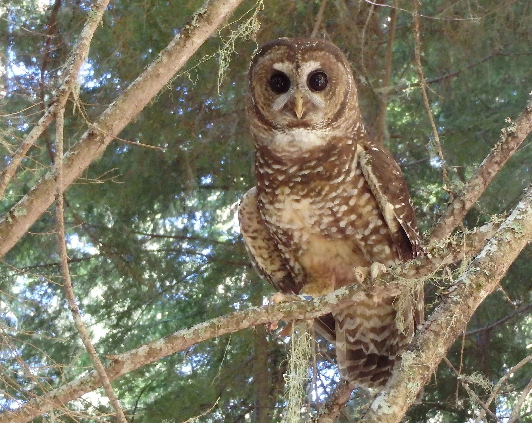 model-explains-barred-owls-domination-over-northern-spotted-owls