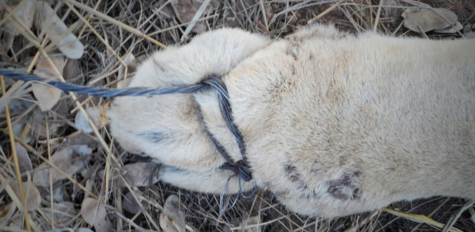 A lion’s paw is caught in a wire snare