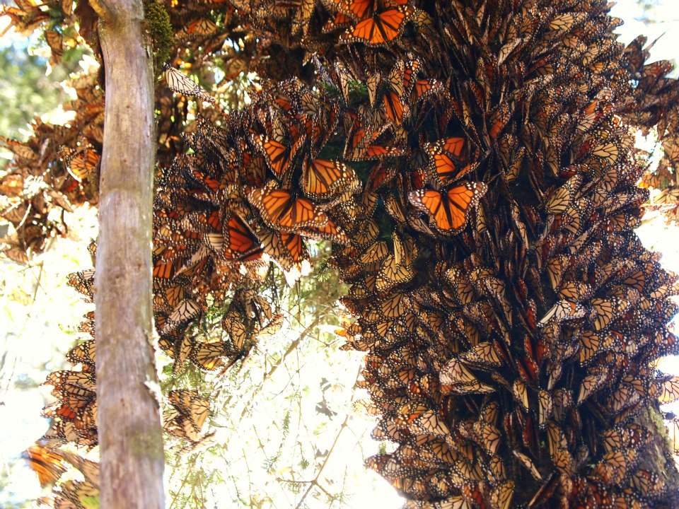 When it comes to monarchs, fall migration matters | MSUToday | Michigan ...