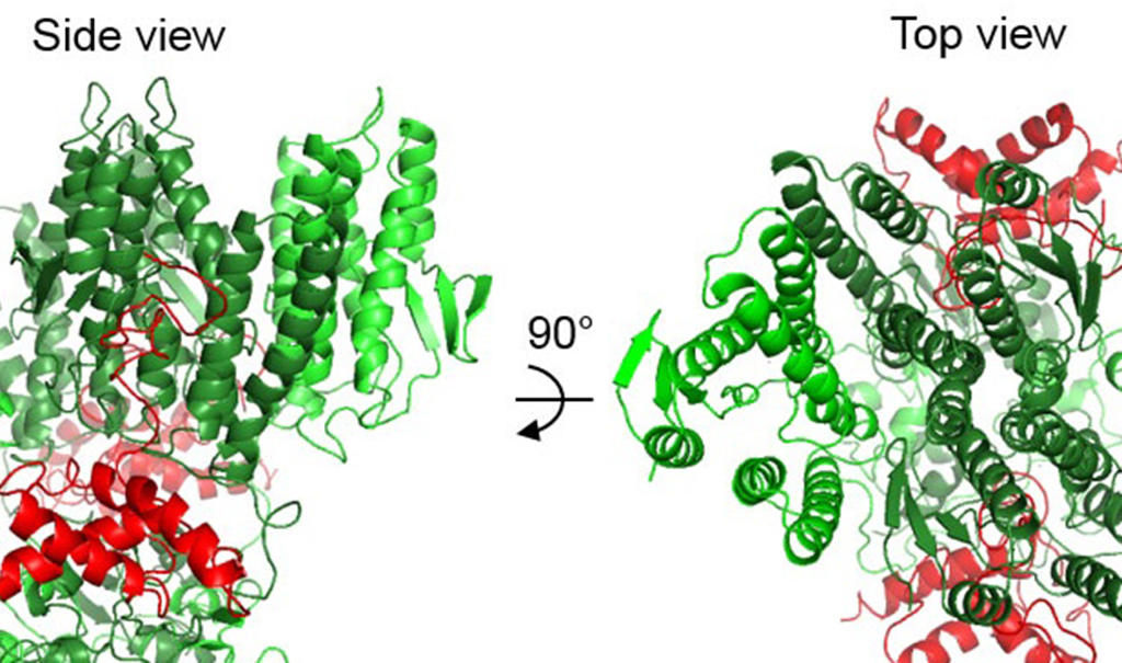 Spore formation model could help advance medicine | MSUToday | Michigan