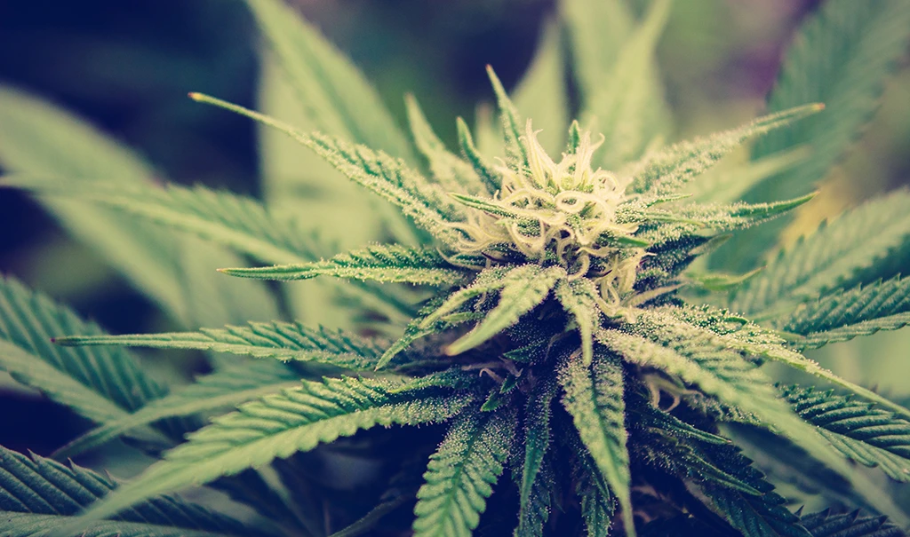 Does CBD Get You High? Understand the Difference between CBD and THC