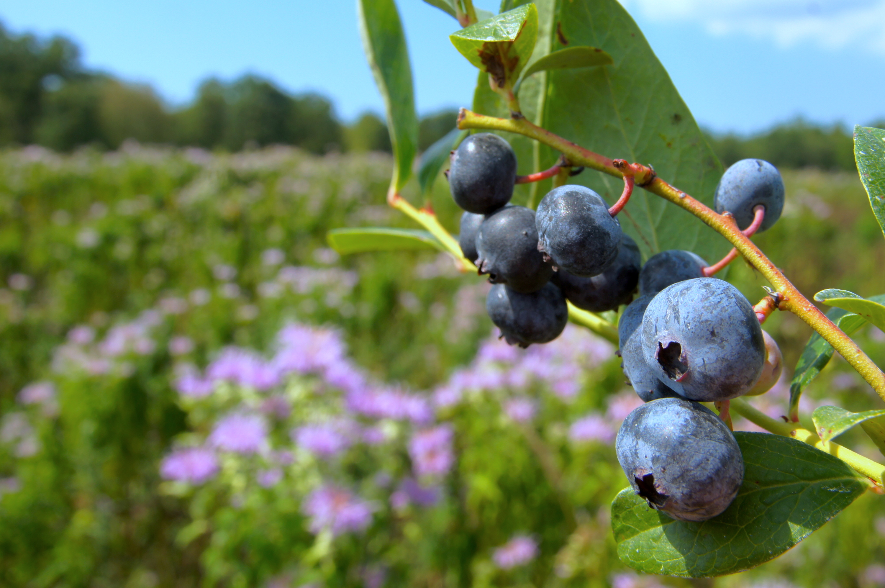 breeding-the-best-blueberry-msutoday-michigan-state-university