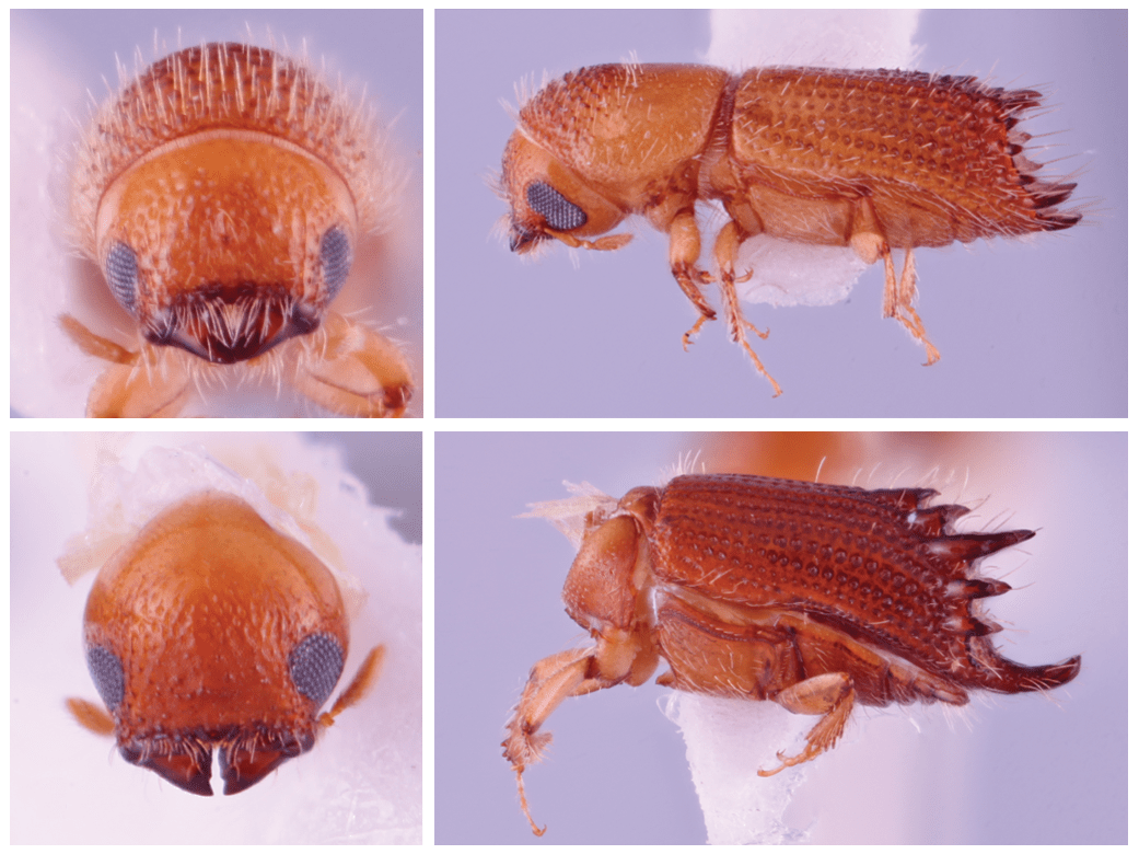 A set of four photos shows A. diaboliculus and A. enzoi specimens
