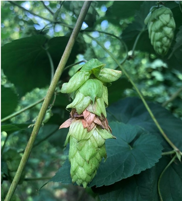 A hop cone with halo blight