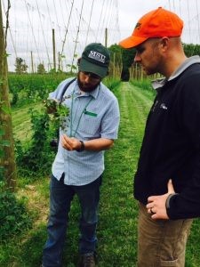 Ph.D. student Doug Higgins examines hops