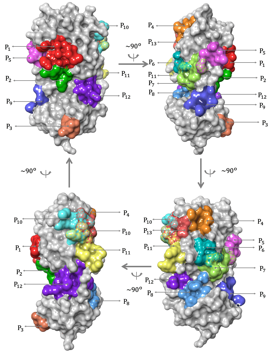 Computer-generated images of the SARS-CoV-2 main protease show binding sites for protease inhibitors.