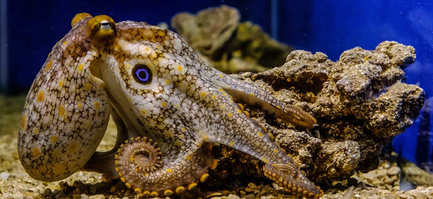 Octopus tentacles inspire better prosthetics for humans, MSUToday