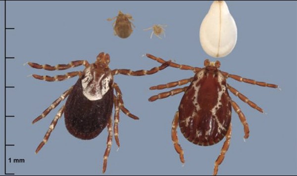 Graphic with ticks