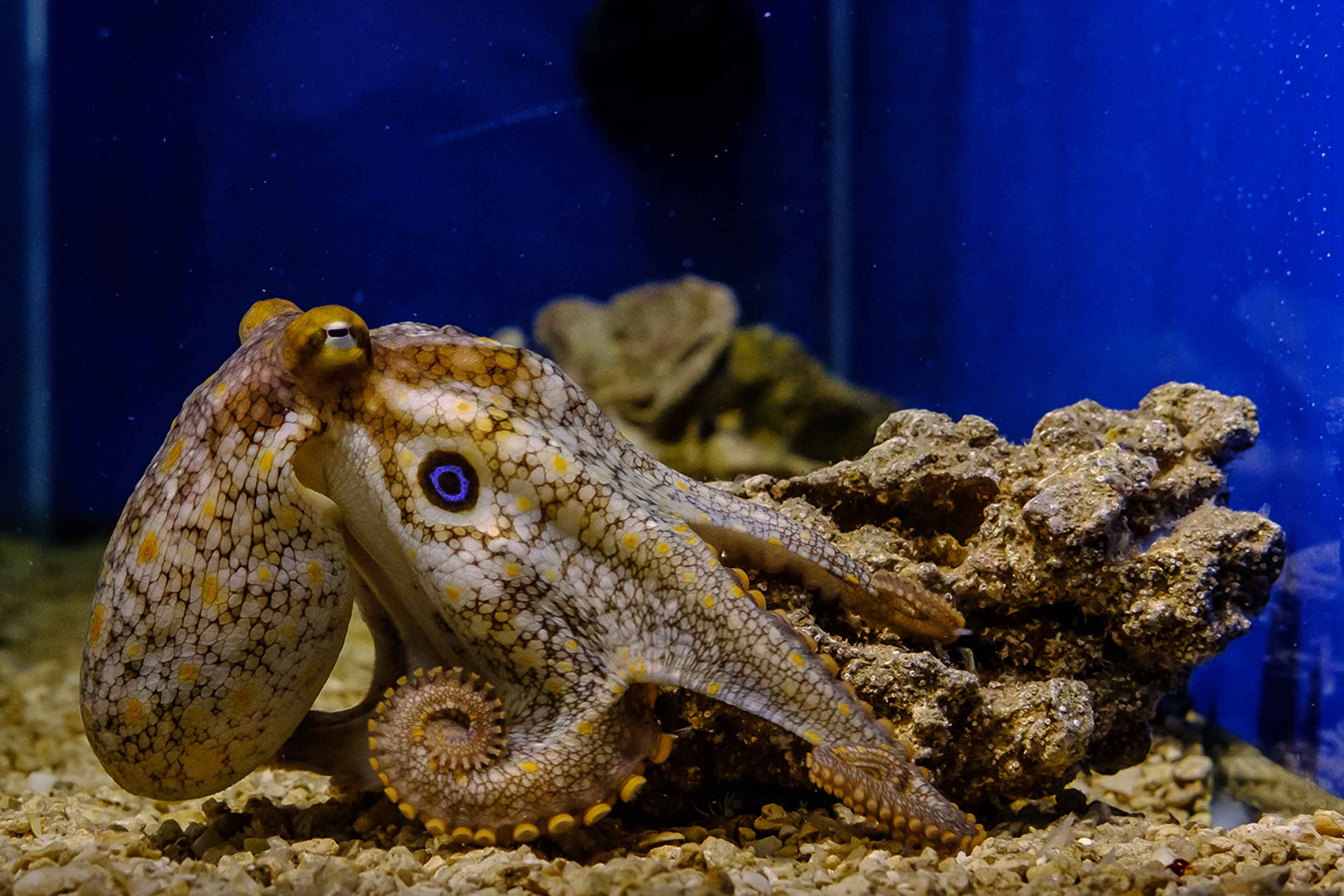 Octopus inside tank
