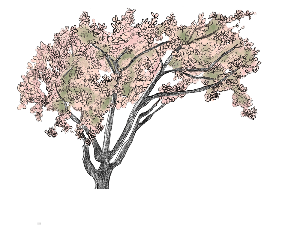 Illustration of a tree with pink flowers