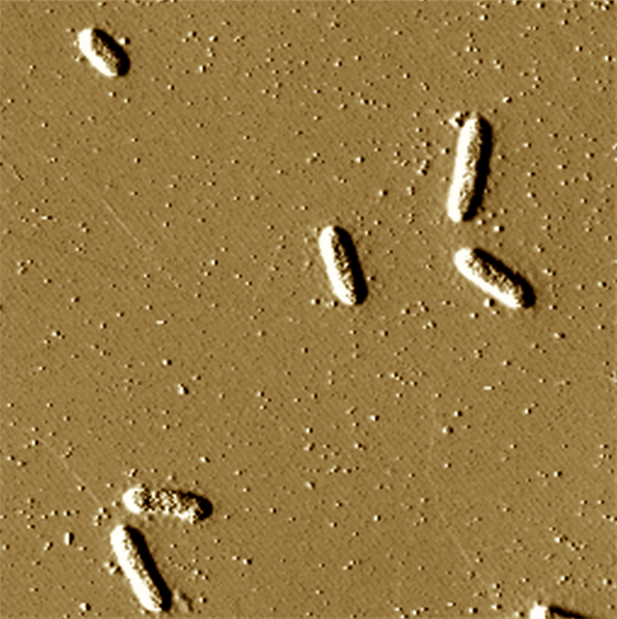 A micrograph shows rod-like Geobacter bacteria and the vesicles they release, seen as little dots throughout the image, which contain uranium the bacteria pull from their environment.