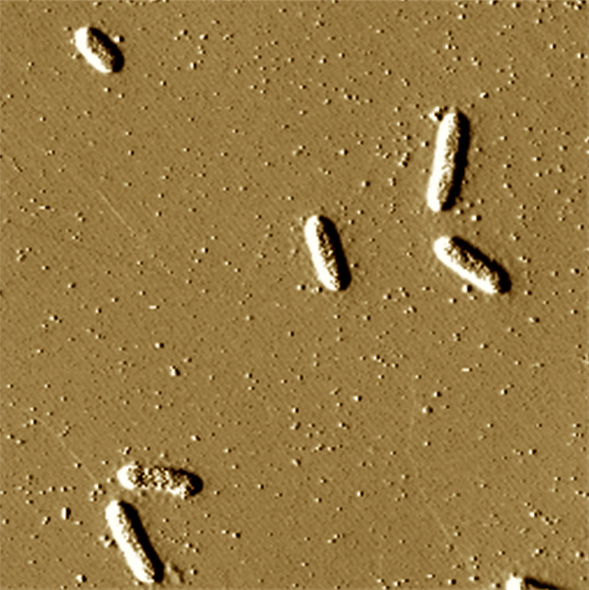 A micrograph shows rod-like Geobacter bacteria and the vesicles they release, seen as little dots throughout the image, which contain uranium the bacteria pull from their environment.