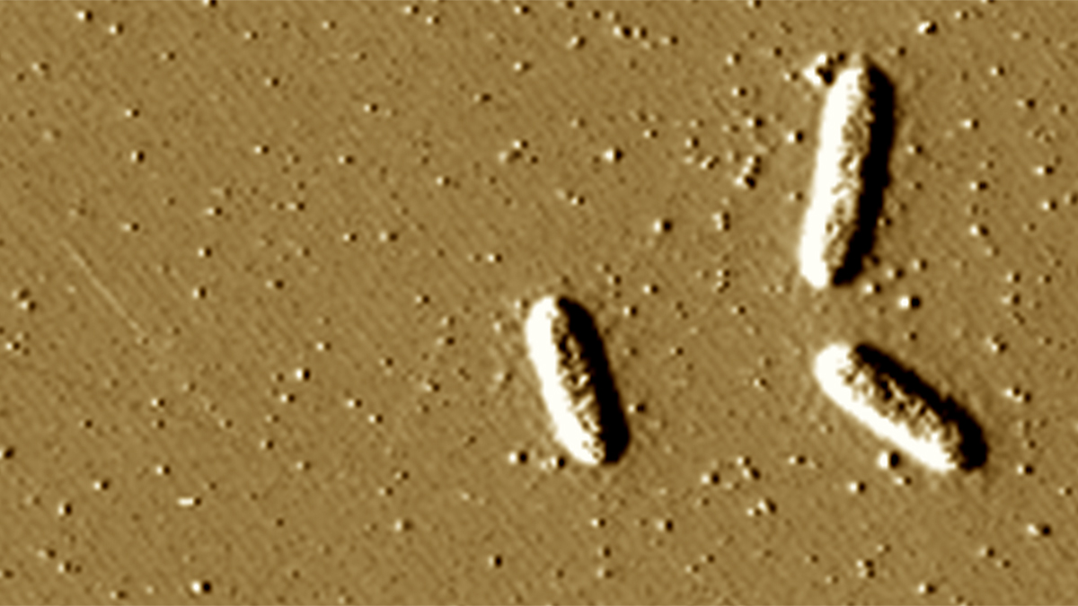 These bacteria clean up radioactive waste MSUToday Michigan State
