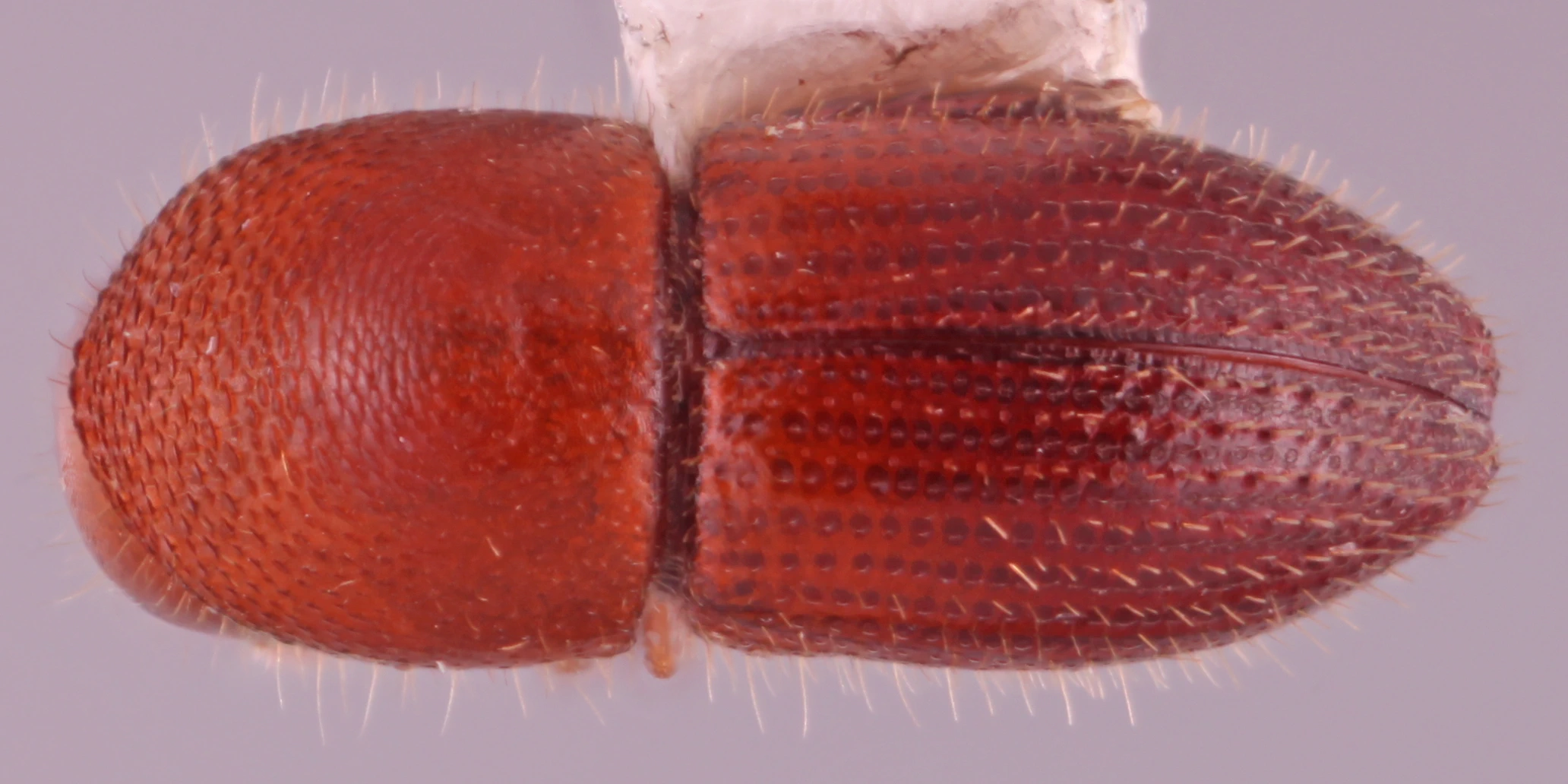 A photograph shows the Coptoborus bettysmithae, which is round, amber colored and dotted with little spines.