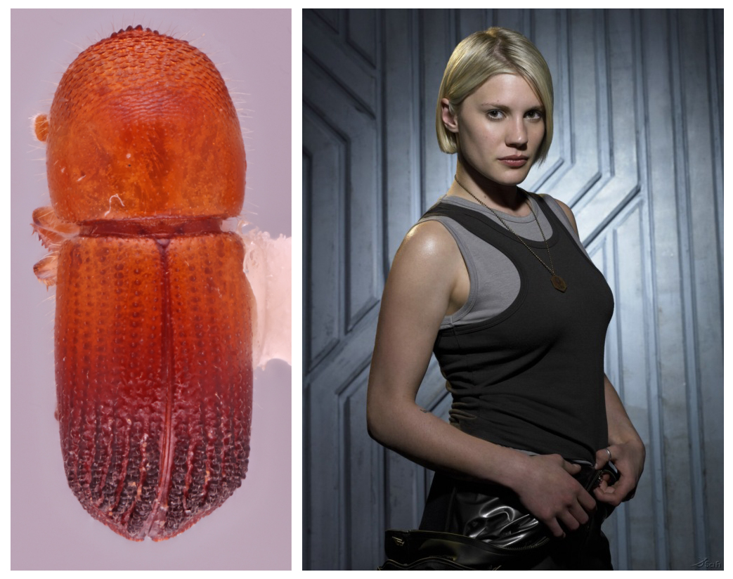 A photo of the Coptoborus starbuck, a red-orange beetle with a rough exterior next to a photo of Kara 'Starbuck' Thrace from 'Battlestar Galactica,' played by Katee Sackhoff.
