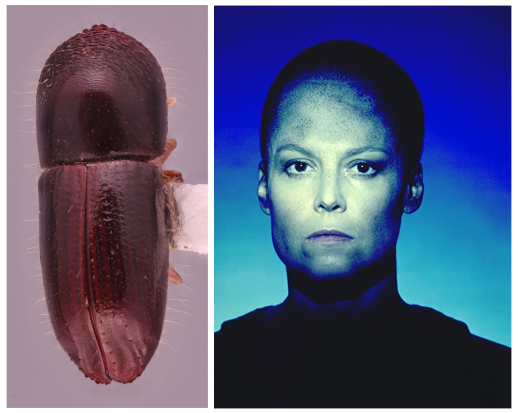 A photo shows the Coptoborus ripley, which is smoother and a deeper brown than some of its relatives. Its glabrous look led MSU's researchers to name it after Ellen Ripley — played by Sigourney Weaver and shown in a photo on the right — who had a shaved head Alien 3