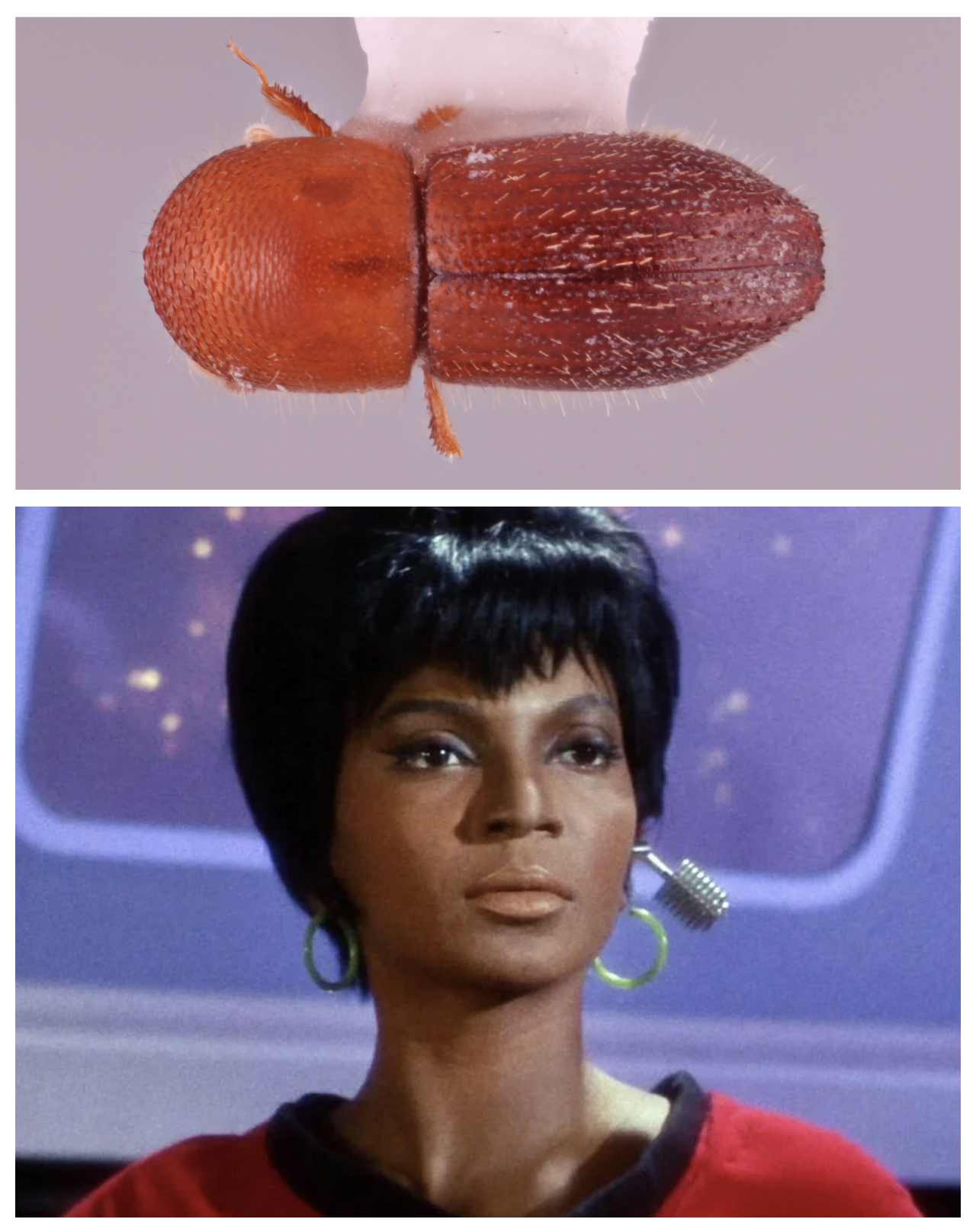 A photo of the Coptoborus uhura, so named because its color is reminiscent of the red uniform worn by Lt. Uhura from the original Star Trek television series, who is shown in a photo below, played by Nichelle Nichols.