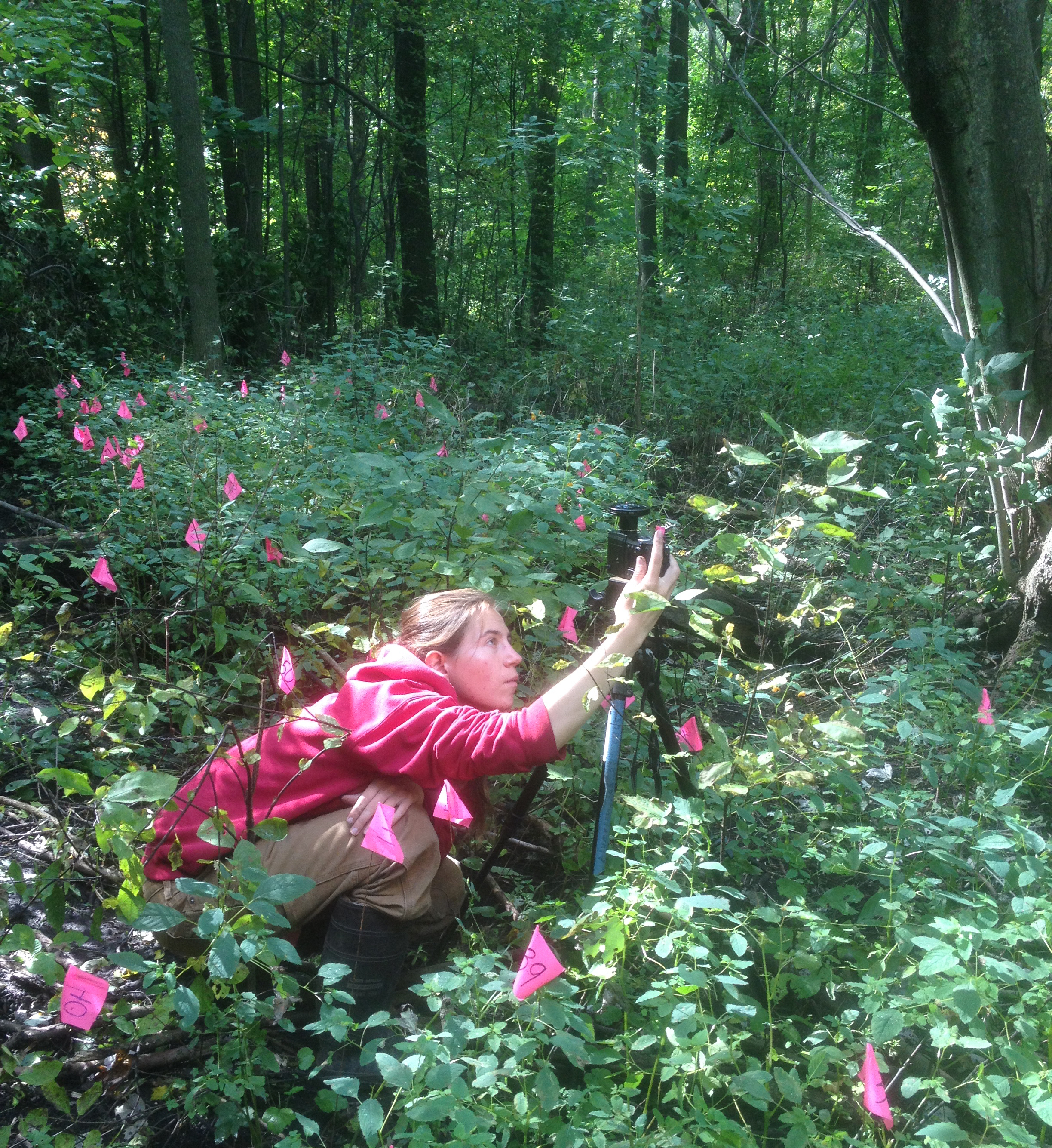 A photograph of MSU postdoctoral researcher Rachel Toczydlowski doing field research, surrounded by lush green foliage. 