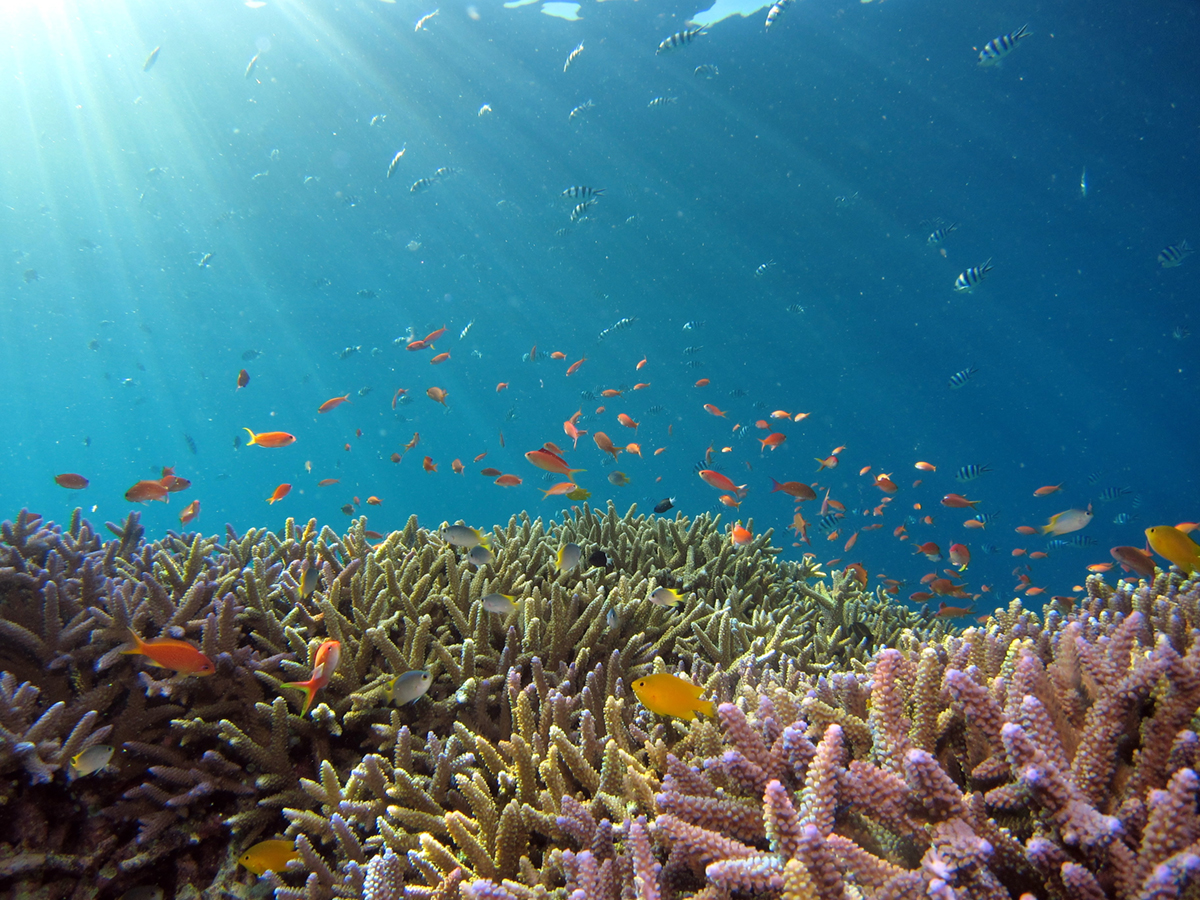 A photo shows a coral reef under clear blue water, surrounded by yellow and orange fish. 