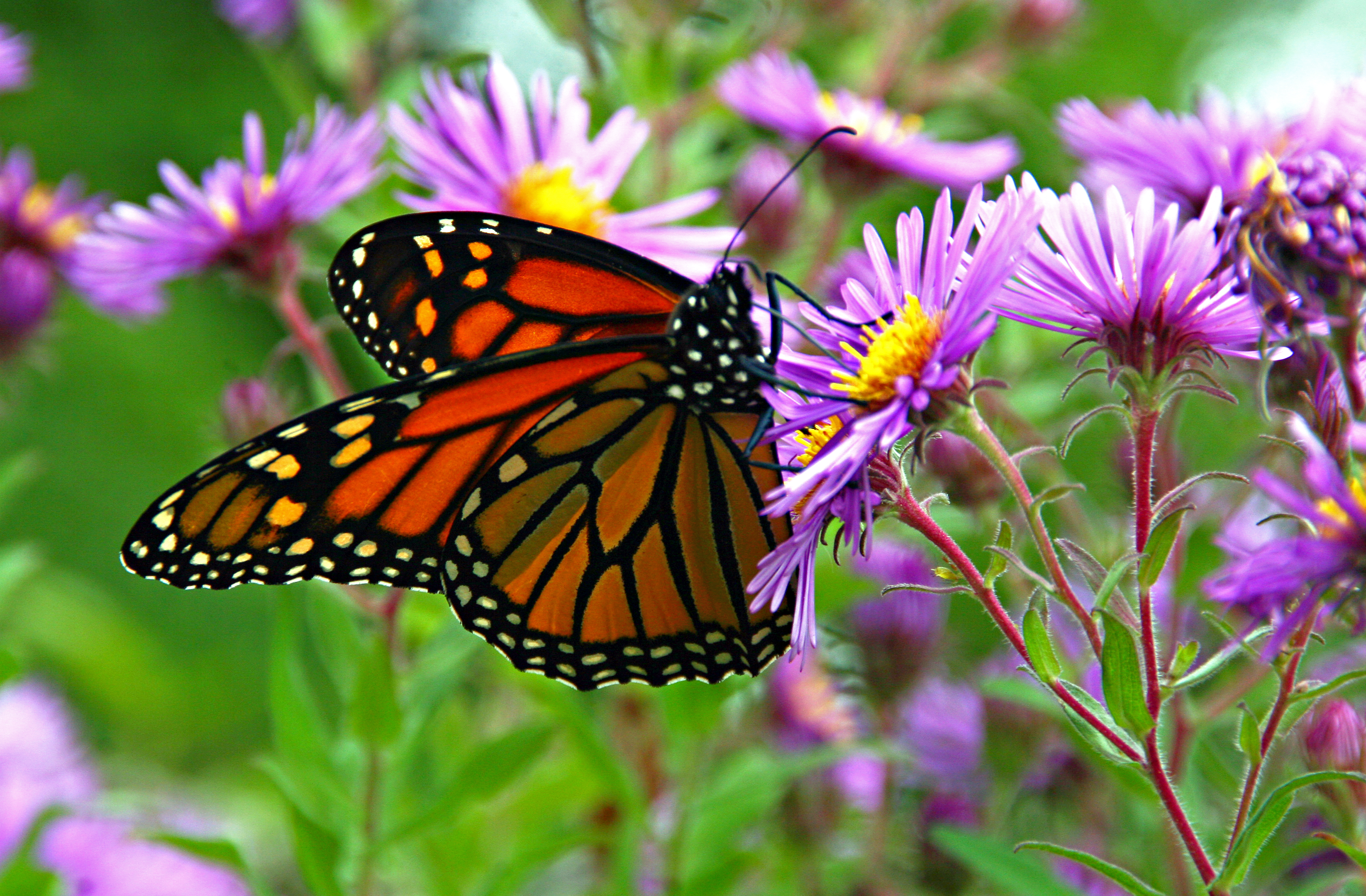 In the foreground, an orange, black and white monarch sits atop a yellow and purple flower, more of which can be seen in the background.