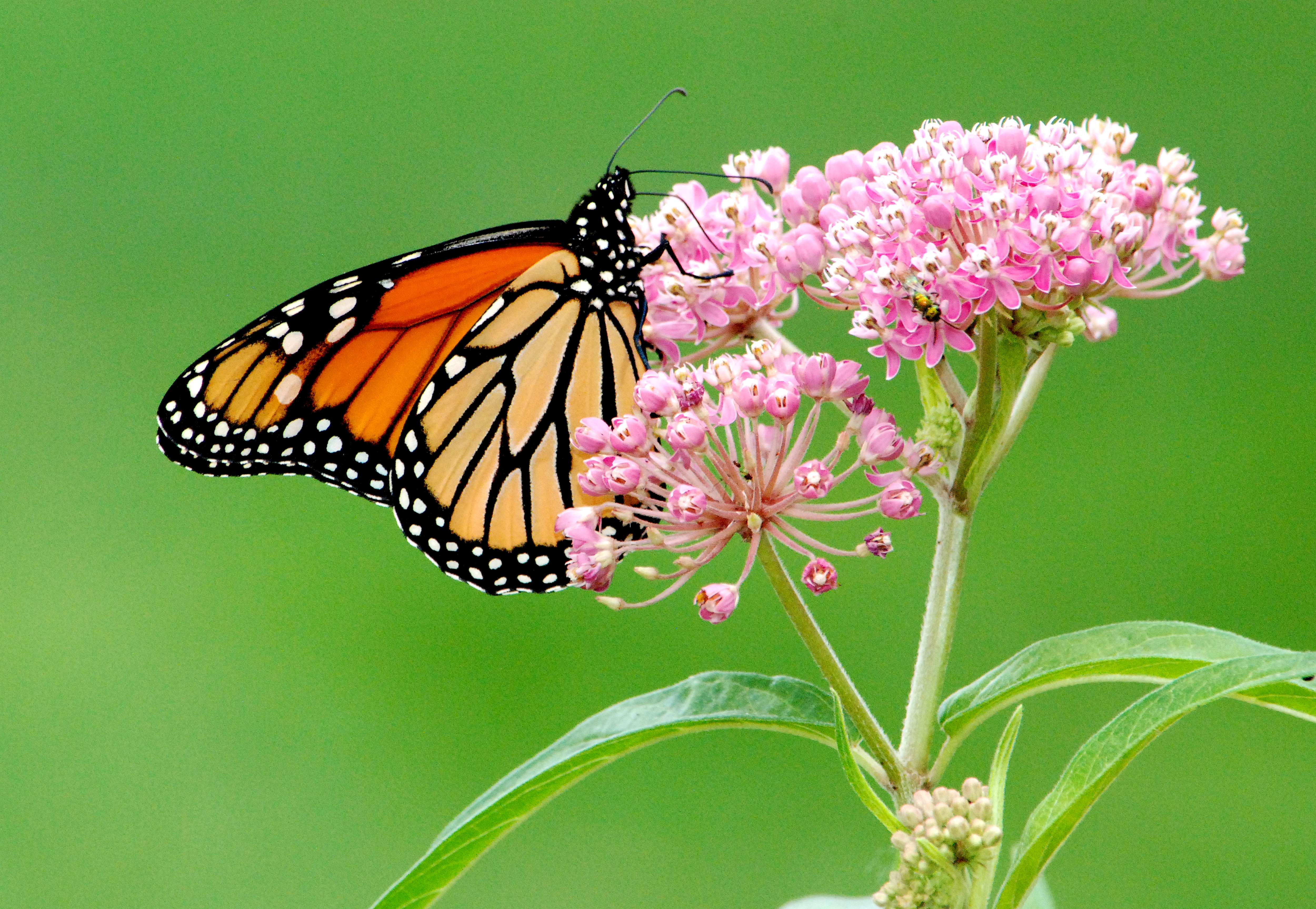 An orange, black, and white monarch butterfly sits atop pink flowering swamp milkweed in a Michigan garden. 