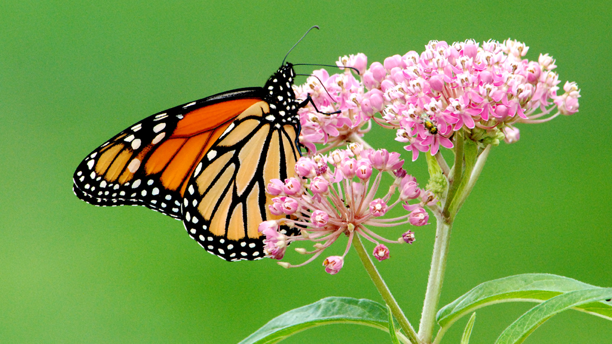 Why is the eastern monarch butterfly disappearing? MSUToday Michigan State University