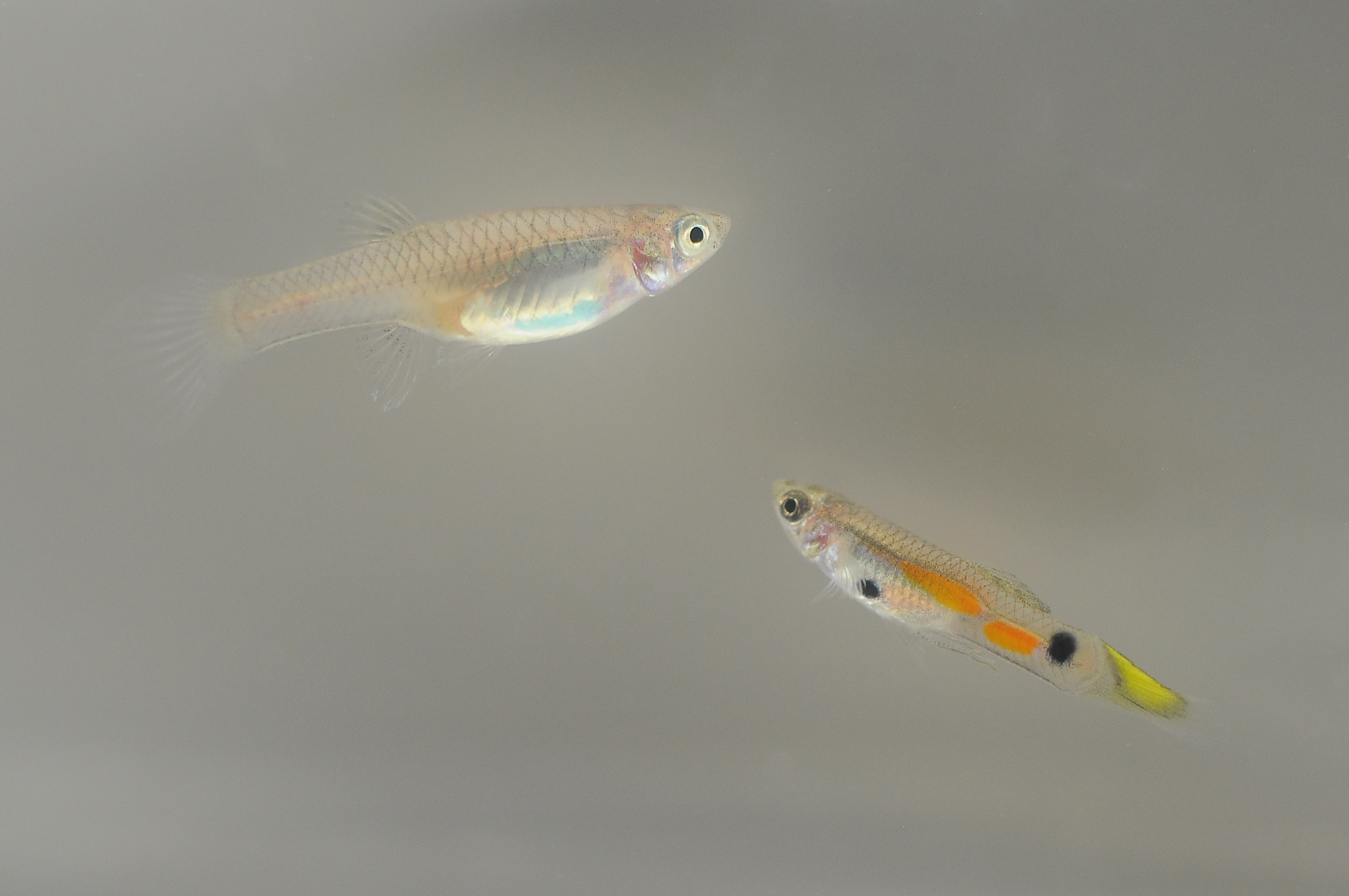 Female guppies, like the fish on the left, saw no reproductive benefit from leaving the house.  In contrast, males, like the fish on the right, who moved more had more offspring.  Credit: Courtesy of Fitzpatrick Lab