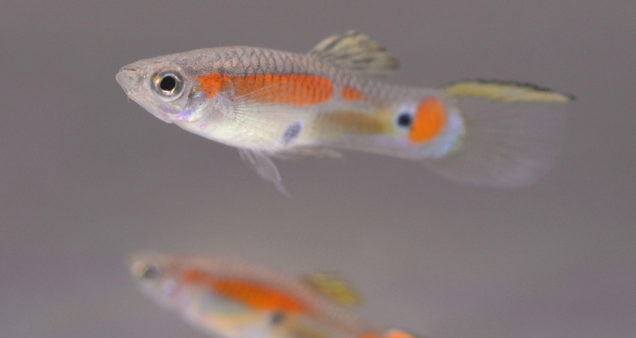 A photograph shows two small silvery fish with its natural markings, orange bands running along the length of their bodies and two dark spots.