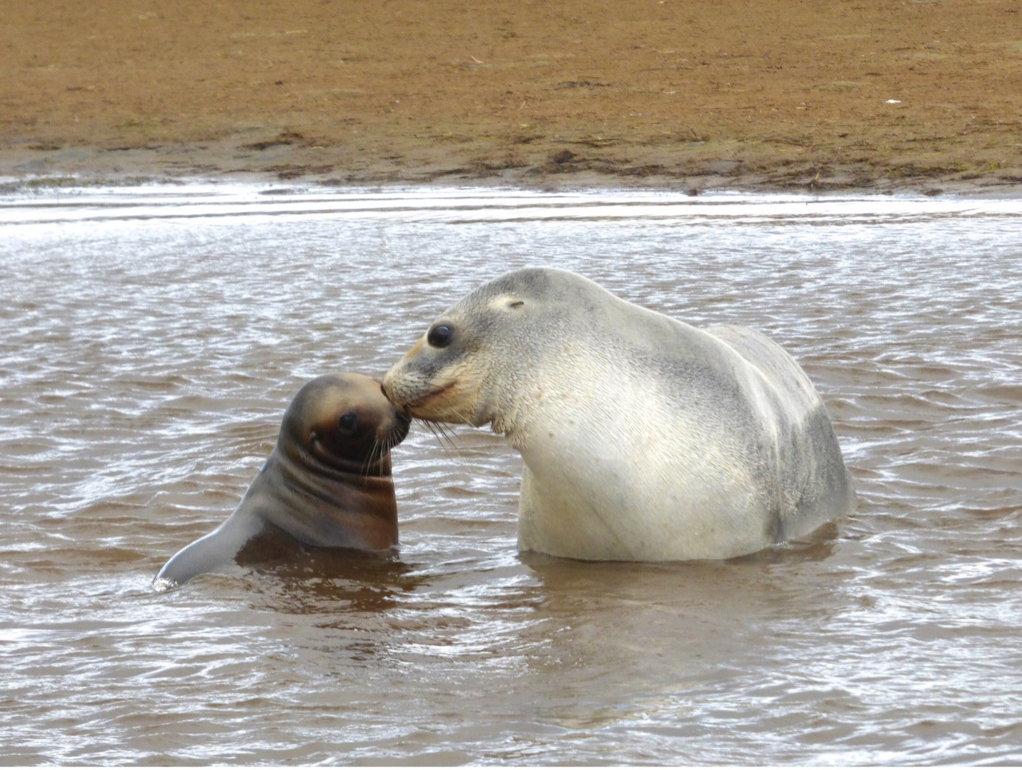 Mother New Zealand sea lion and pup