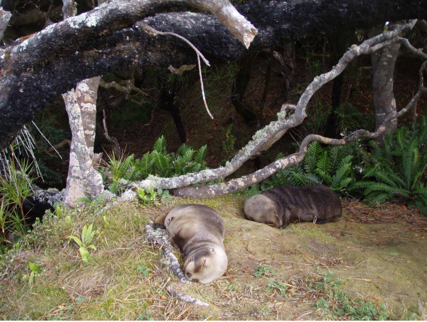 Sea lion pups laying on the forest floor