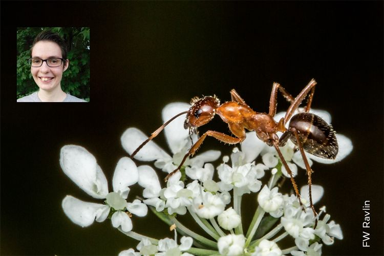 Image of Kelly Holsinger overlaid on a photograph of an ant climbing atop a flower