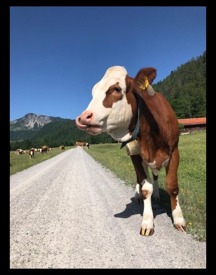 a Bavarian cow