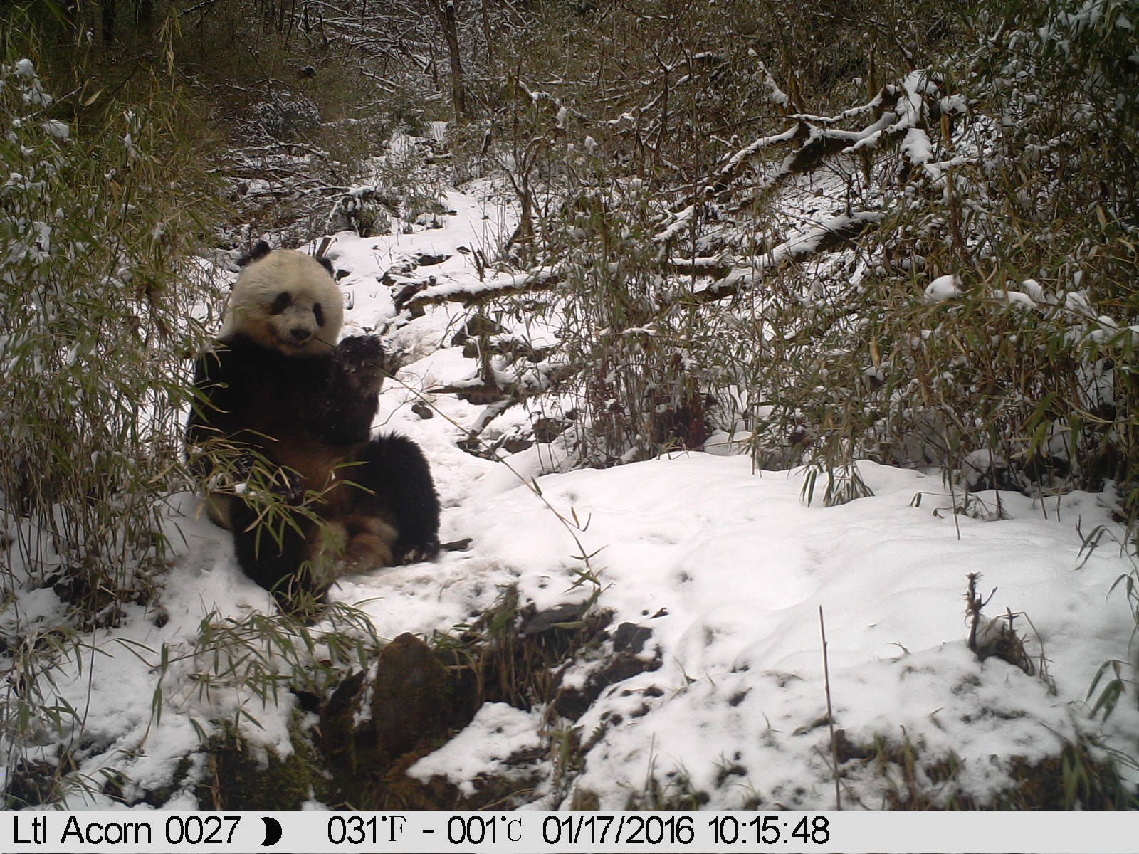 Panda sitting in snow eating bamboo