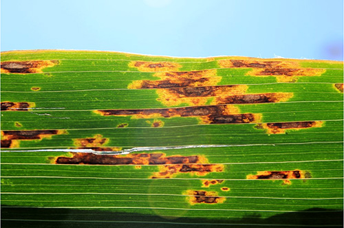 A photo shows a corn leaf infected a bacterial pathogen. The mostly green leaf is streaked with brown and yellow lesions.