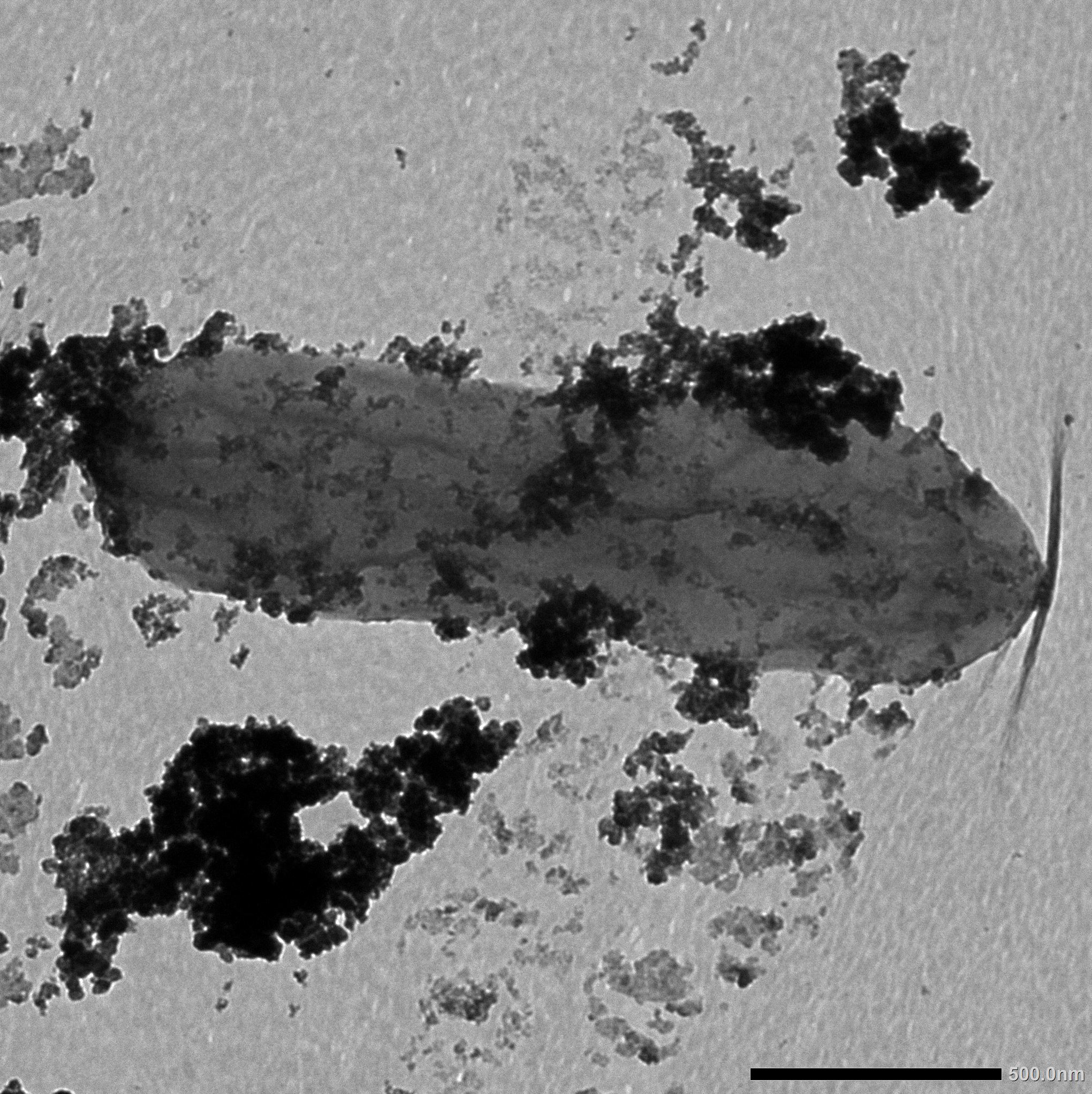 A microscope image shows an oblong, gray bacterial cell coated with clumps of dark speckles, which are mineral particles containing cobalt.