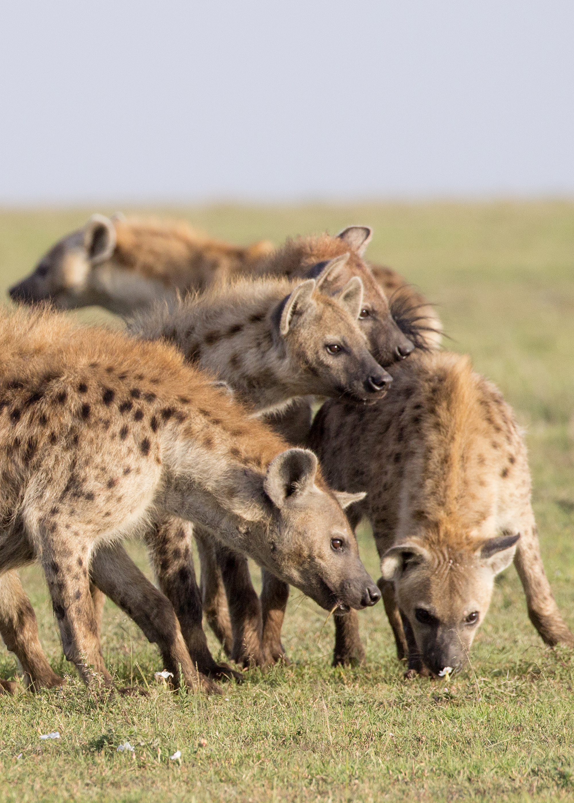 A photo shows a group of several spotted hyenas — animals with golden fur dotted with darker spots.