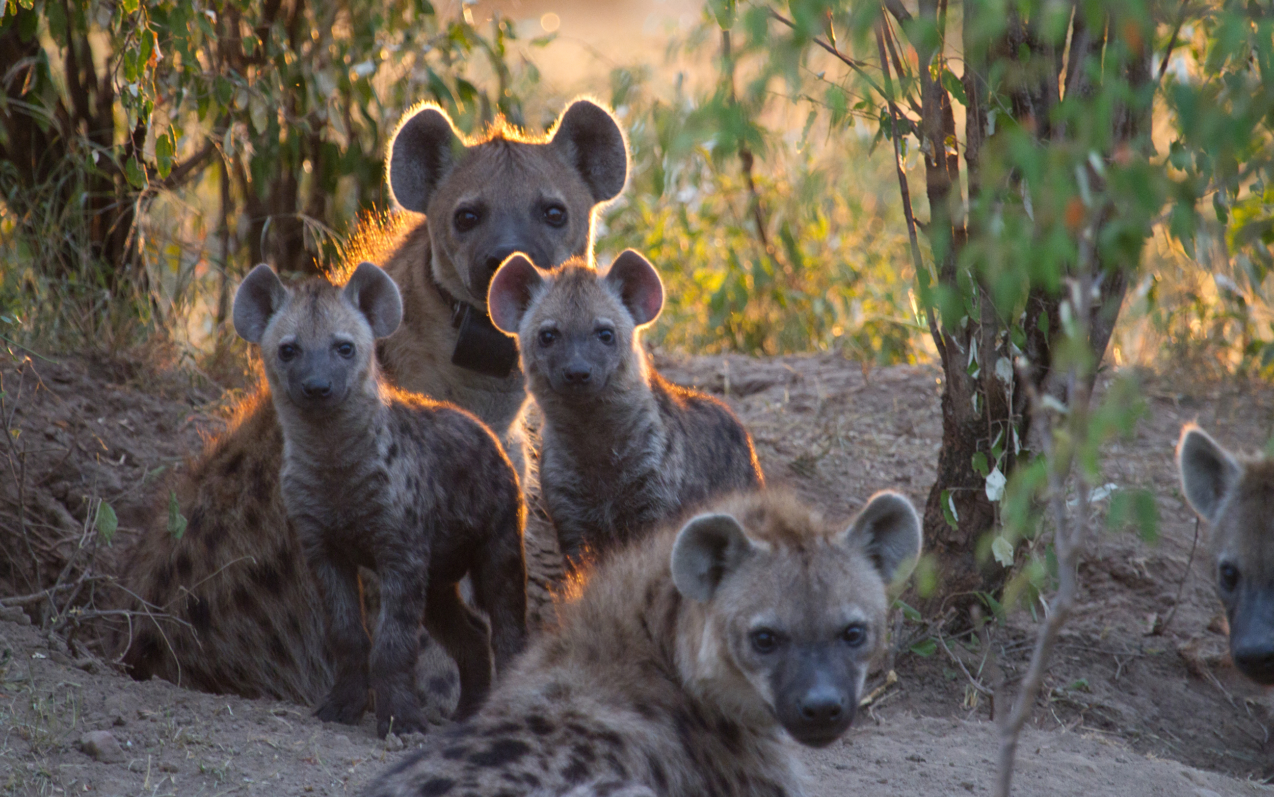 A spotted hyena mother rests behind three of her cubs.