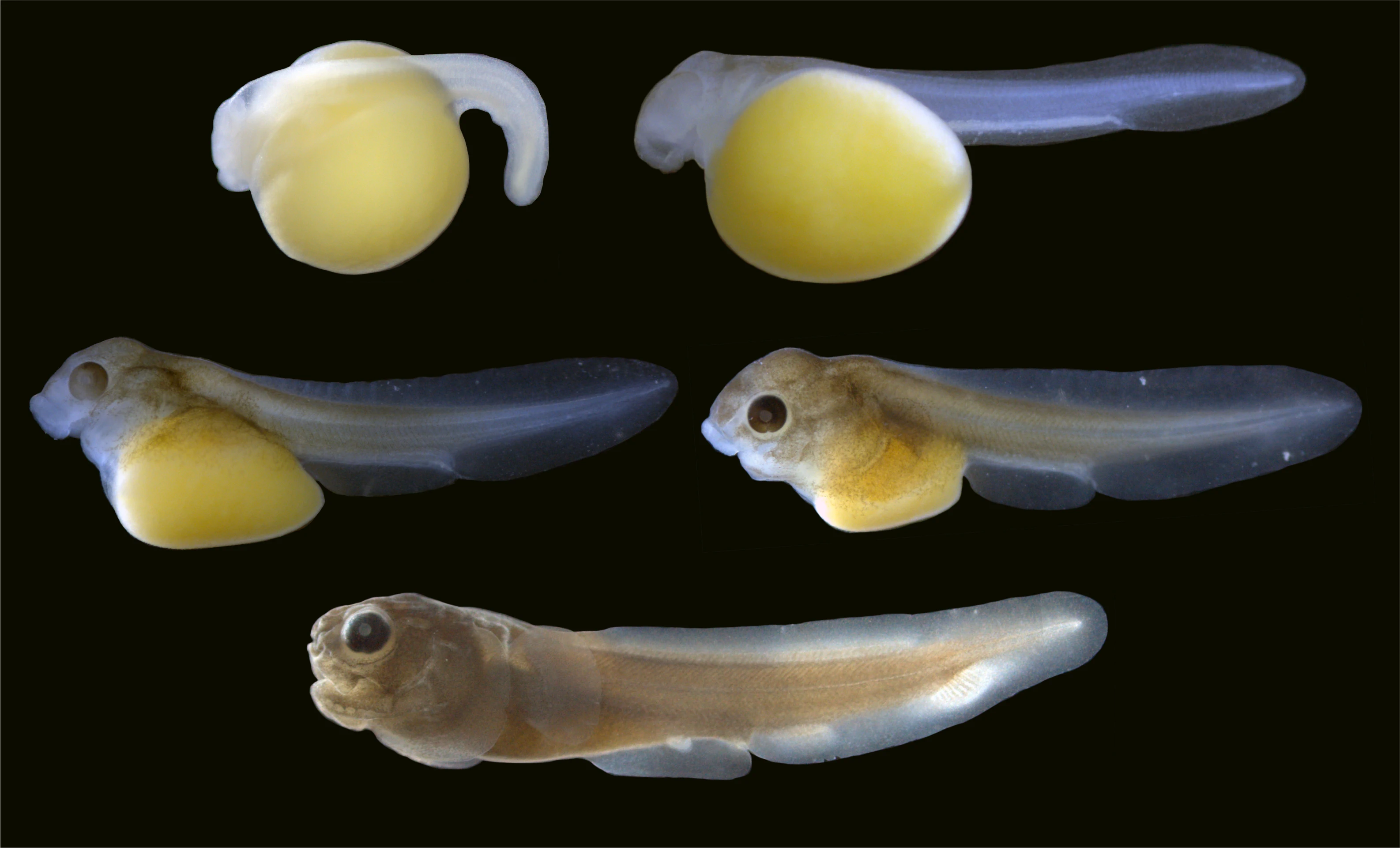 A photo against a black background shows a bowfin embryo — which looks like a yellow, yolky orb with translucent hints of a head and tail — developing into a larva. The “baby fish” is brown with a long tail, small head and big black eyes.