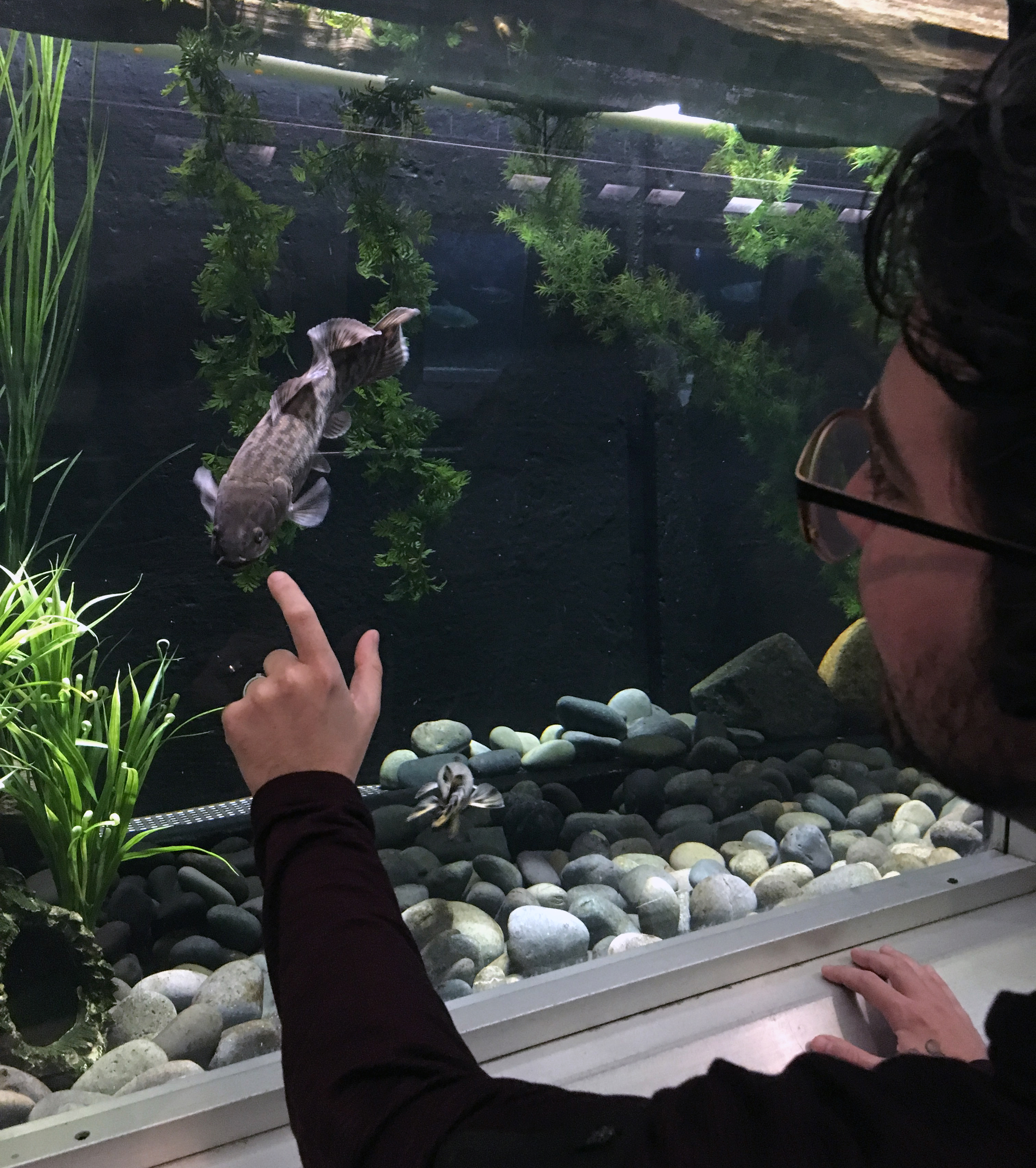 MSU postdoctoral researcher Andrew Thompson points at a bowfin swimming in a fish tank.