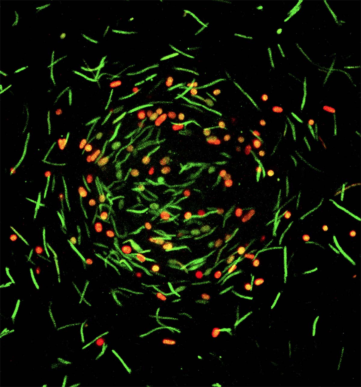 A microscope image shows a mound of M. xanthus cells transitioning from their normal, rod-like state (green) to orb-like spores (red).