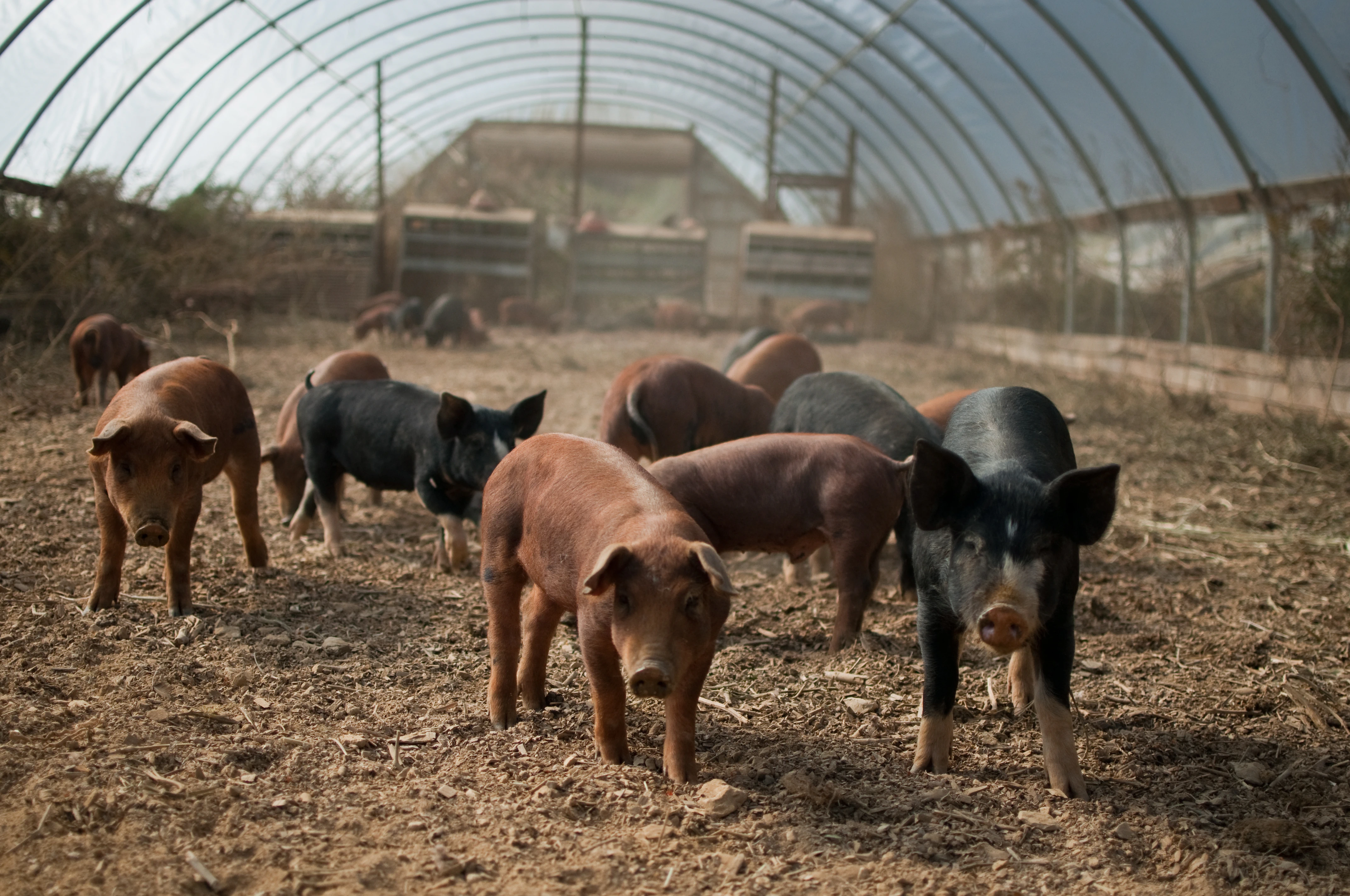 A group of brown and black pigs stand on dusty soil in an arched enclosure.