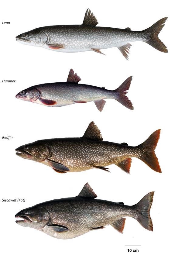 Lake trout, lean, humper, siscowet and redfin Courtesy of Andrew Muir